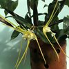 dendrobium tetragonum 